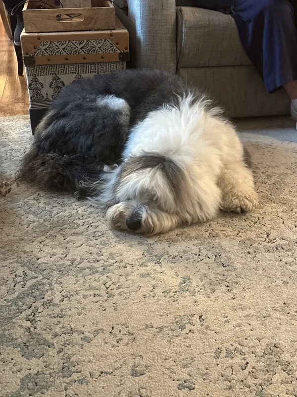 Woodford the Sheepadoodle